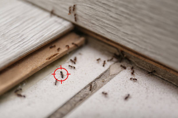Best Residential Pest Control  in Grapevine, TX