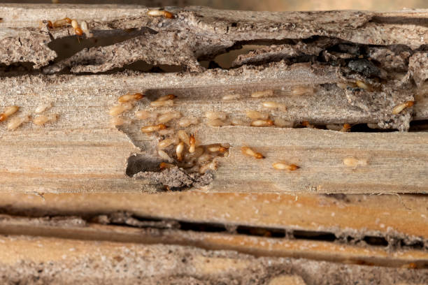 Best Wildlife Control Services  in Grapevine, TX
