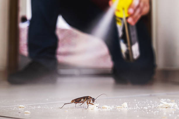 Spider Control Near Me in Grapevine, TX
